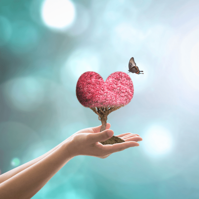 Hands holding a pink tree in the shape of a heart with a butterfly flying towards it