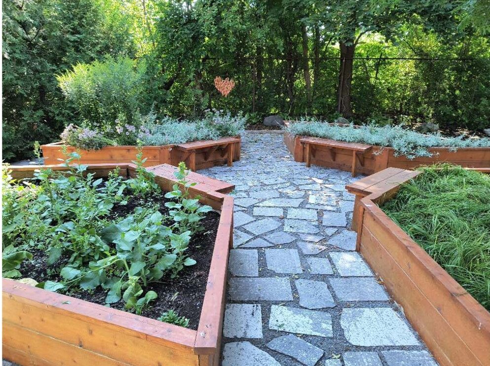 Raised wooden garden beds containing Indigenous medicines