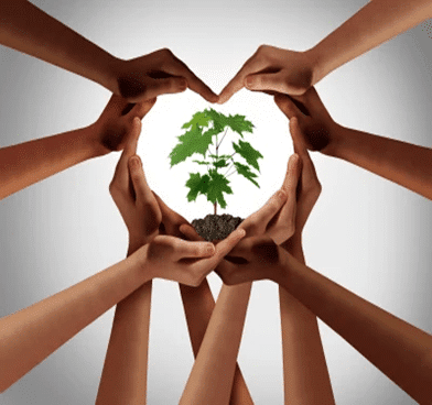 A circle of hands around a small plant