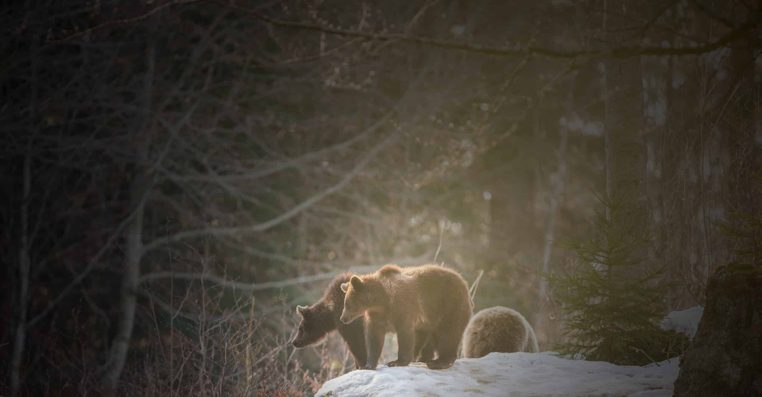brown-bears-ursus-arctos-in-alaska-usa-2026-01-09-14-31-36-utc